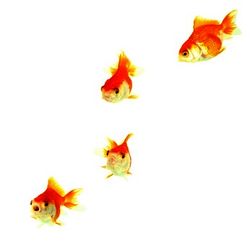 4_fish_1_resized.jpg