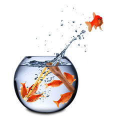 elastic_fish_resized.jpg elastic_fish_resized.jpg