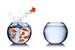 jumping-fish_1_resized.jpg jumping-fish_1_resized.jpg