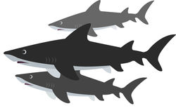 sharks_small_resized.jpg sharks_small_resized.jpg