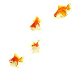 4_fish_3_resized.jpg 4_fish_3_resized.jpg